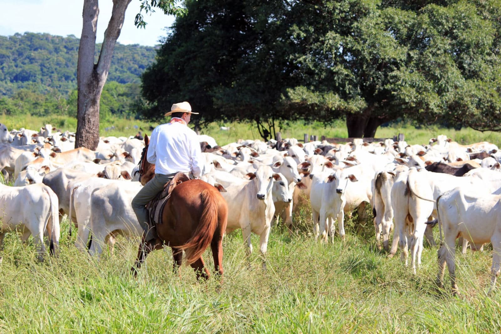 Vaqueiro conduzindo rebanho nelore no pasto